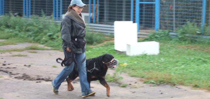 агрессивные собаки