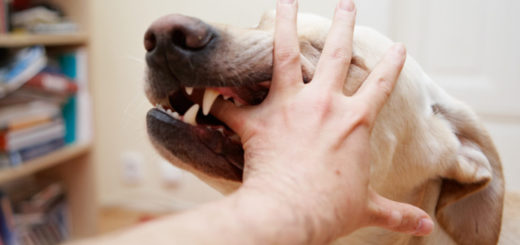 щенок кусает руки