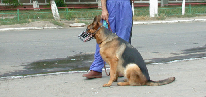 собака бросается на прохожих
