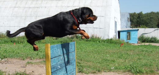 подача команд: собака прыгает через барьер