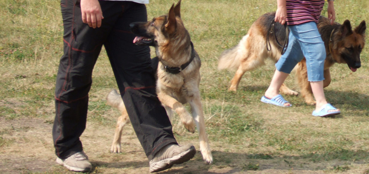 Статьи: - k-9.ru