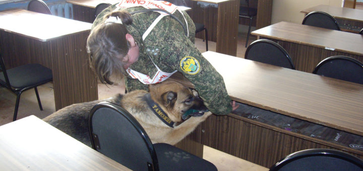 поисковые собаки