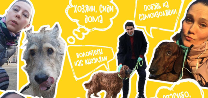 волонтеры помогут с выгулом собак
