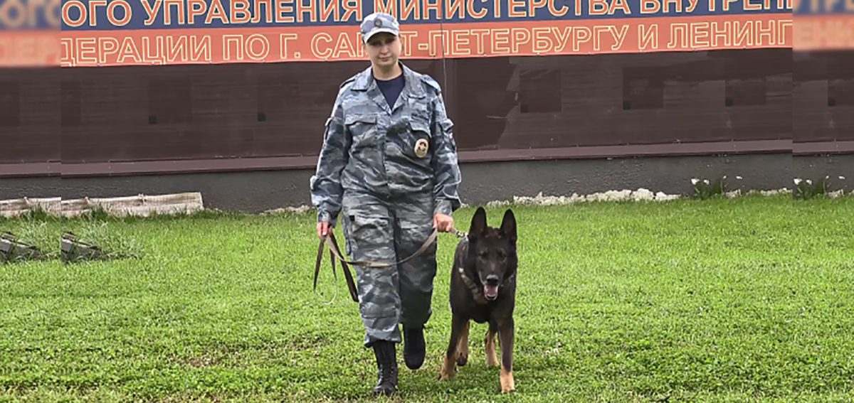 полицейская собака Волк-Меркурий