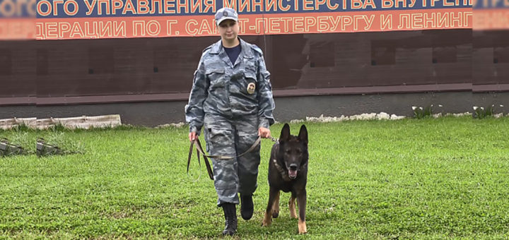 полицейская собака Волк-Меркурий