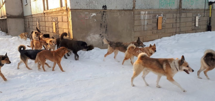 бродячая собака