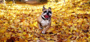 осенние листья и собака