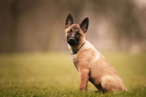 Самые умные породы собак: бельгийская овчарка